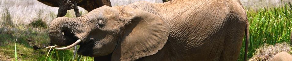 Elephant dringing banner